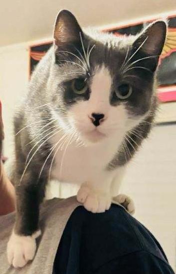 Amney, a Adoptable Domestic Short Hair in Springfield, OR image 4/5