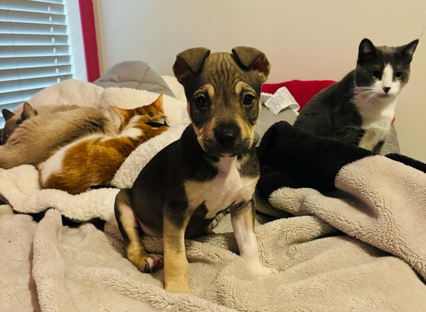 Amney, a Adoptable Domestic Short Hair in Springfield, OR image 3/5