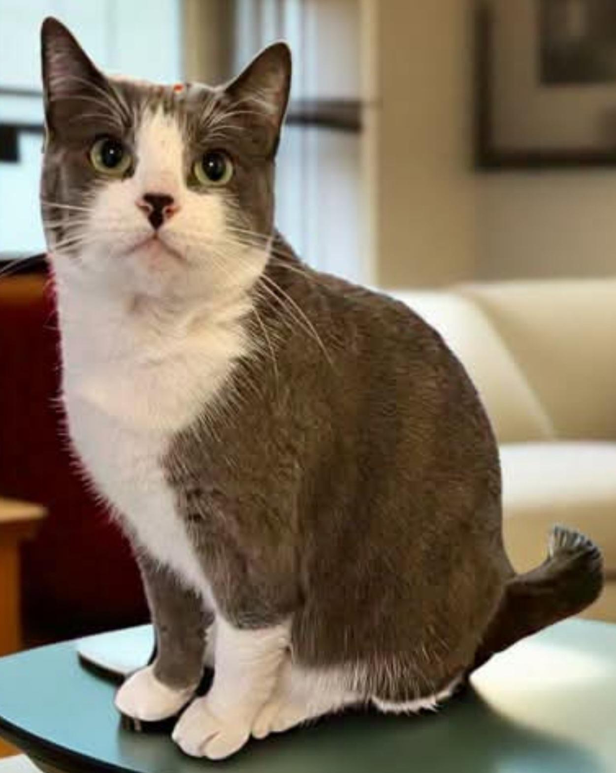 Amney, a Adoptable Domestic Short Hair in Springfield, OR image 1/5