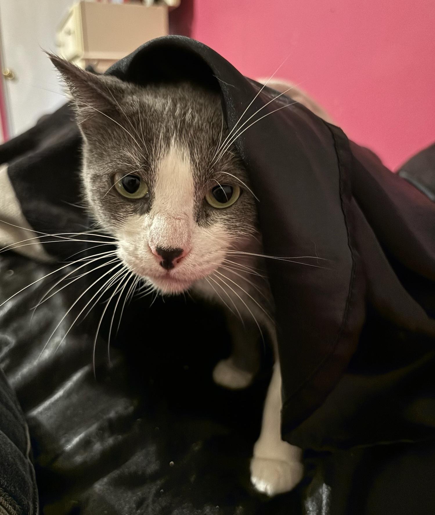 Amney, a Adoptable Domestic Short Hair in Springfield, OR image 2/5