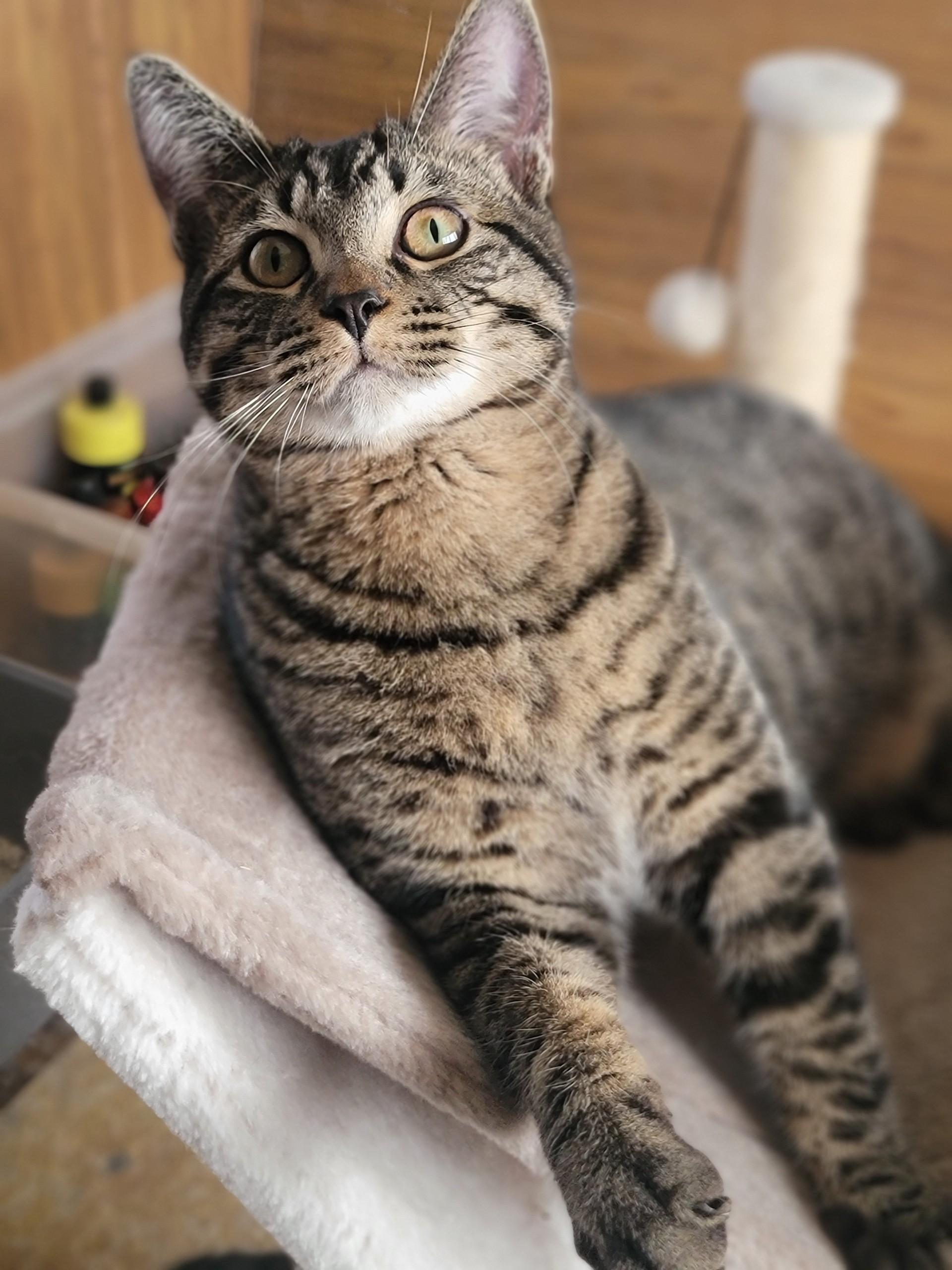 Pip, ADOPTABLE, Young Male Domestic Short Hair.