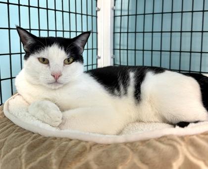 APOLLO, Adoptable, Kitten Male Domestic Short Hair.