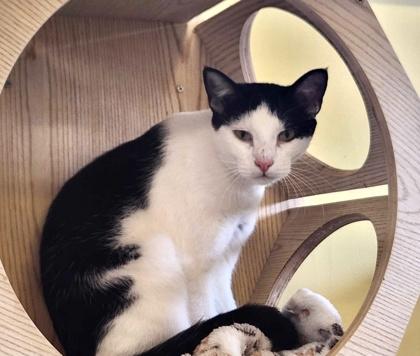 Enlarge APOLLO, a Adoptable mixed breed in Fernandina Beach, FL image 2/4