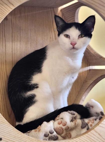 Enlarge APOLLO, a Adoptable mixed breed in Fernandina Beach, FL image 4/4