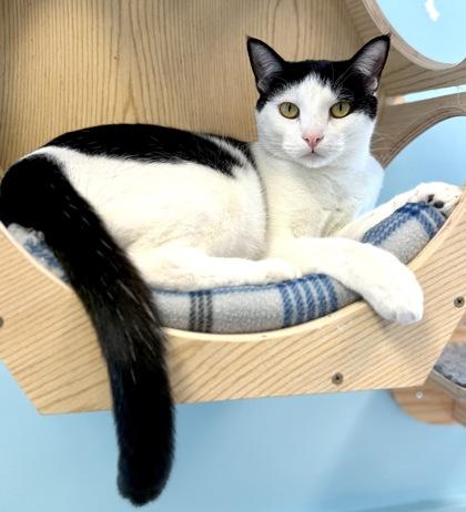 Enlarge APOLLO, a Adoptable mixed breed in Fernandina Beach, FL image 2/5