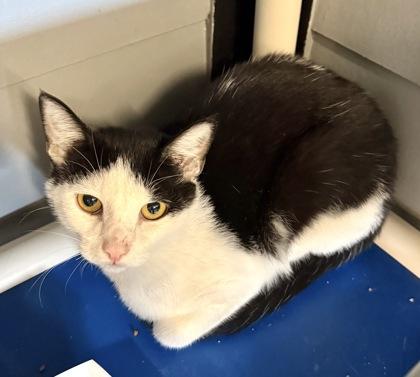 Enlarge APOLLO, a Adoptable mixed breed in Fernandina Beach, FL image 3/4