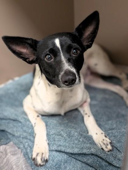 Rabbit, Adoptable, Adult Female Mixed Breed & Mixed Breed.