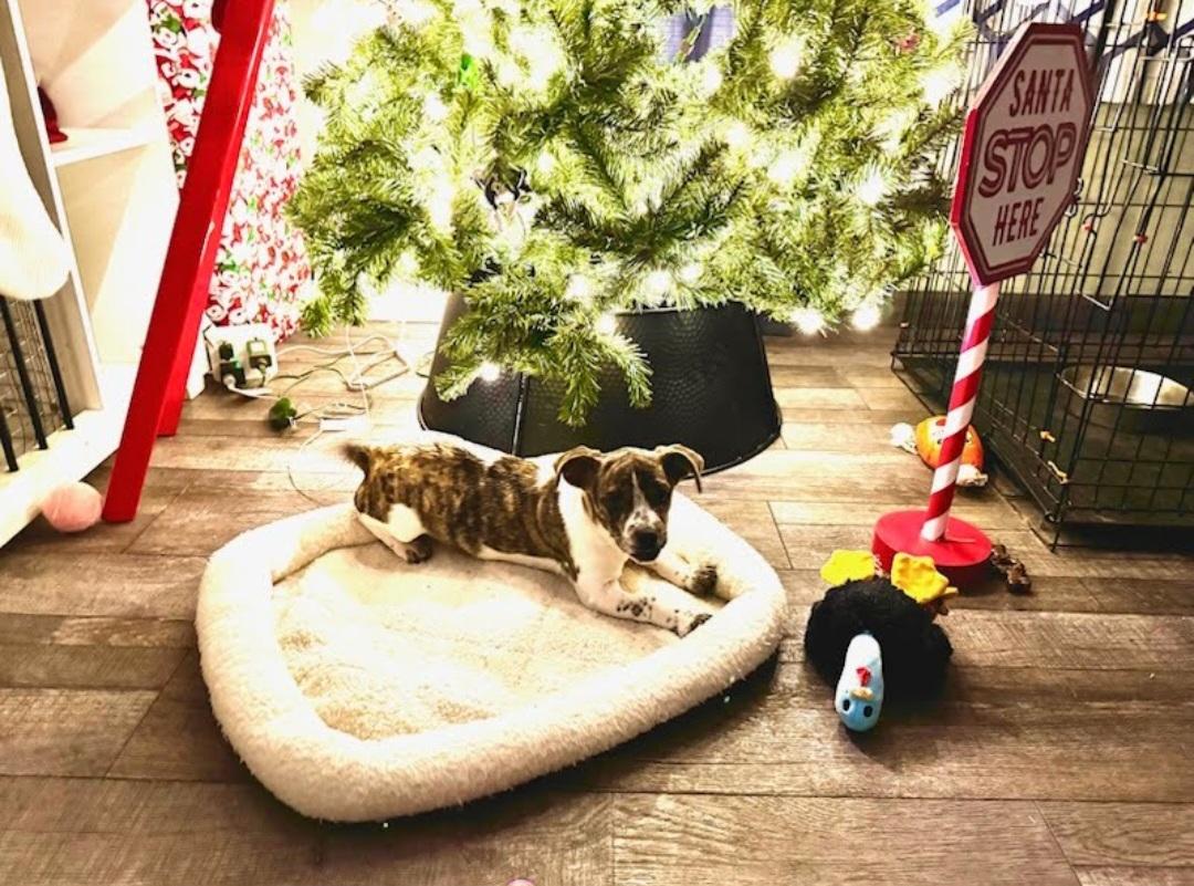 Enlarge Phantom, an adoptable Chihuahua in Knoxville, TN image 2/6