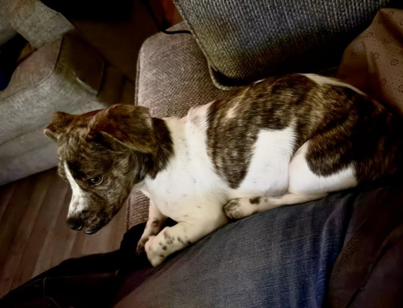 Enlarge Phantom, an adoptable Chihuahua in Knoxville, TN image 3/6