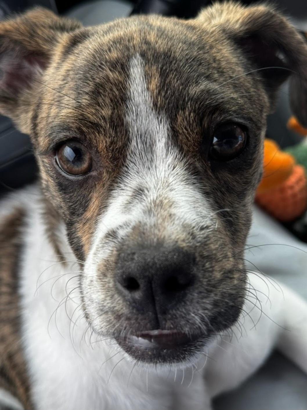 Phantom, adoptable, Puppy Female Chihuahua.