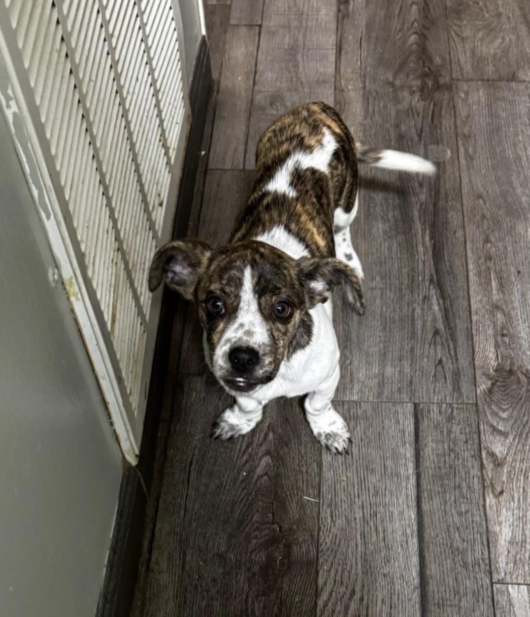 Enlarge Phantom, an adoptable Chihuahua in Knoxville, TN image 4/6