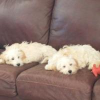 Enlarge Max, a ADOPTABLE mixed breed in Albany, NY image 1/1