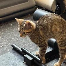 Chirp, a ADOPTABLE Domestic Short Hair in Albuquerque, NM image 2/2