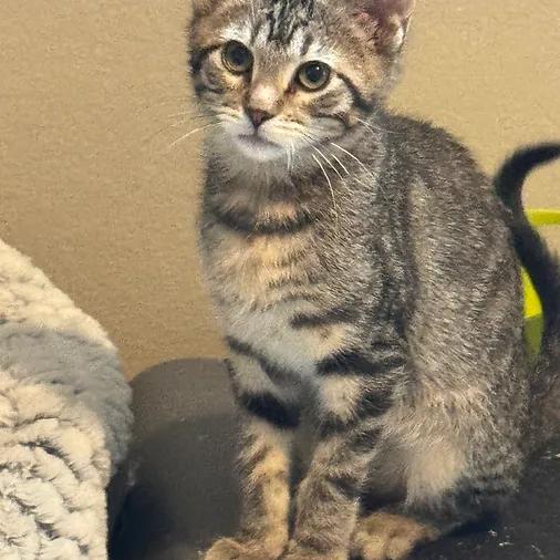 Chirp, ADOPTABLE, Kitten Male Domestic Short Hair.