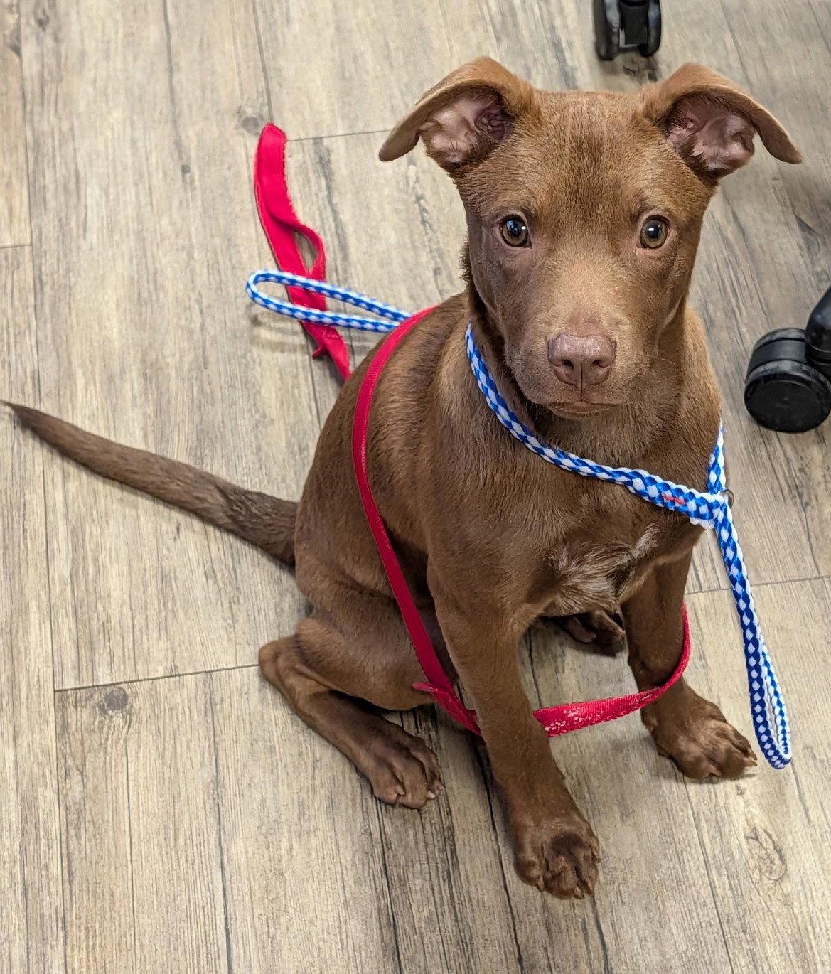 Enlarge OTTO, a Adoptable mixed breed in West Des Moines, IA image 2/3