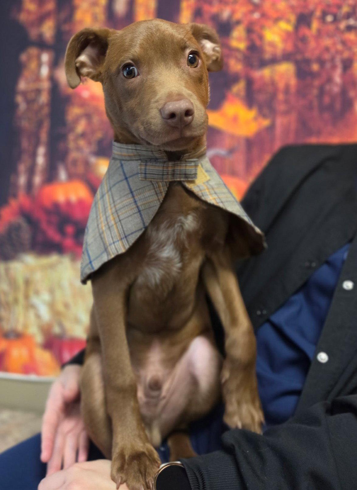 Enlarge OTTO, a Adoptable mixed breed in West Des Moines, IA image 1/3