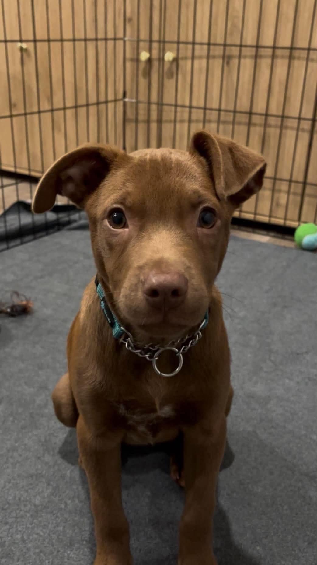 Enlarge OTTO, a Adoptable mixed breed in West Des Moines, IA image 3/3
