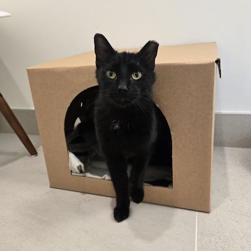 Santana, adoptable, Young Female Domestic Short Hair.