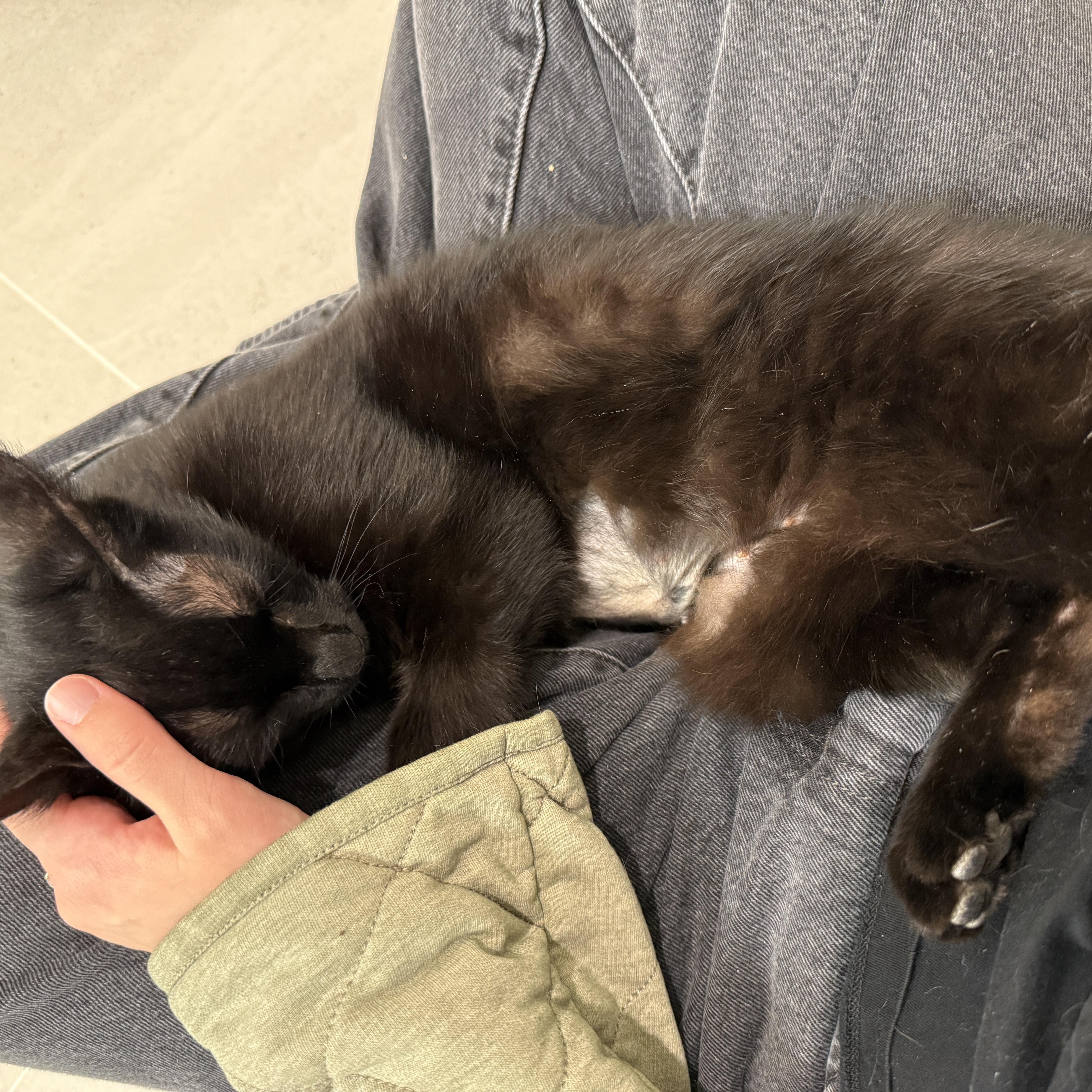 Santana, an adoptable Domestic Short Hair in Evanston, IL image 2/3
