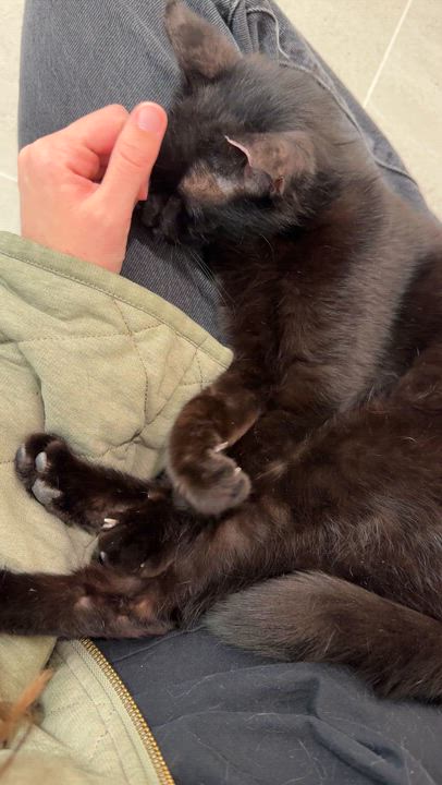 Enlarge Santana, an adoptable Domestic Short Hair in Evanston, IL video 3/3