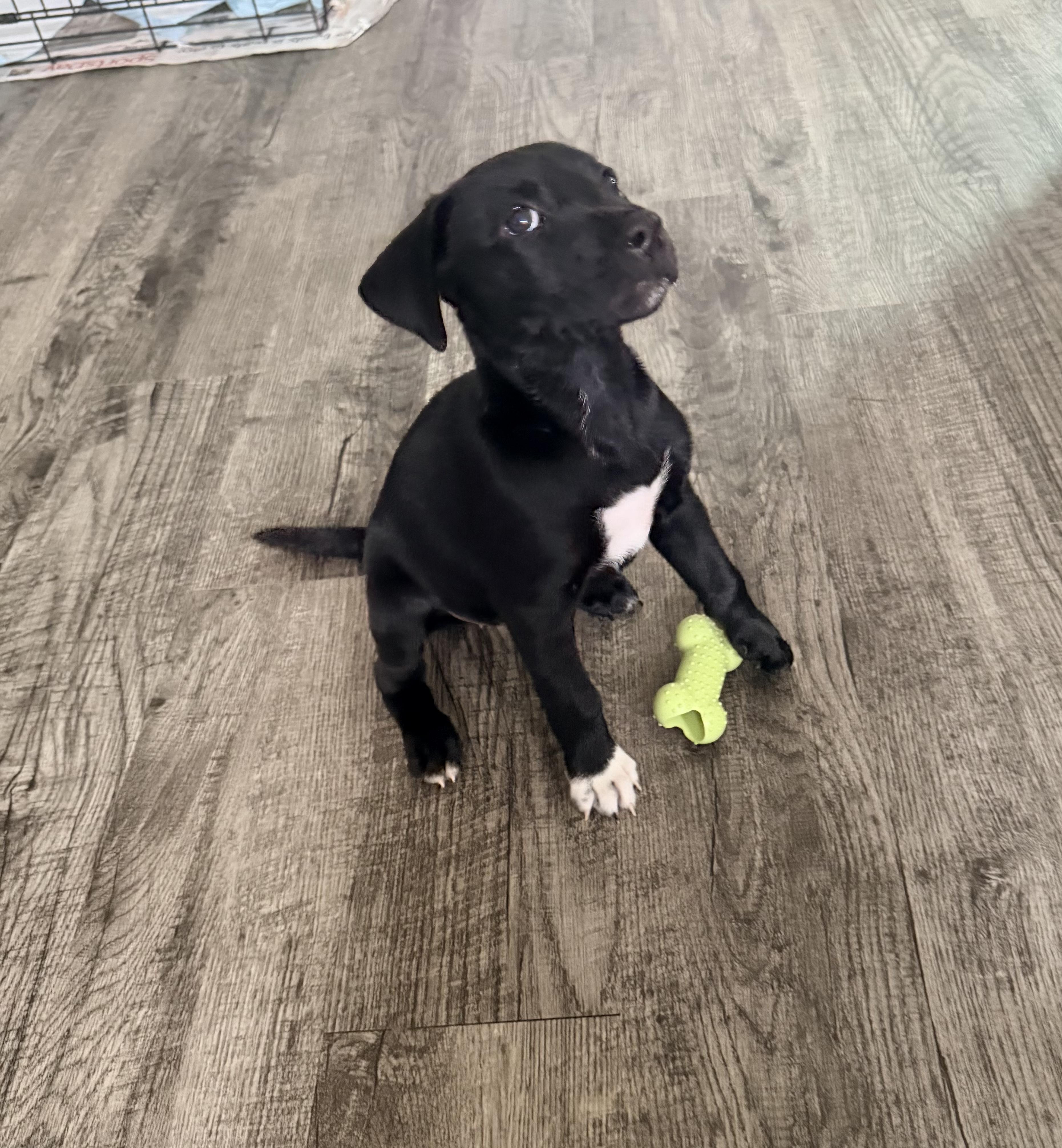 Binx, an adopted mixed breed in Plano, TX image 2/2