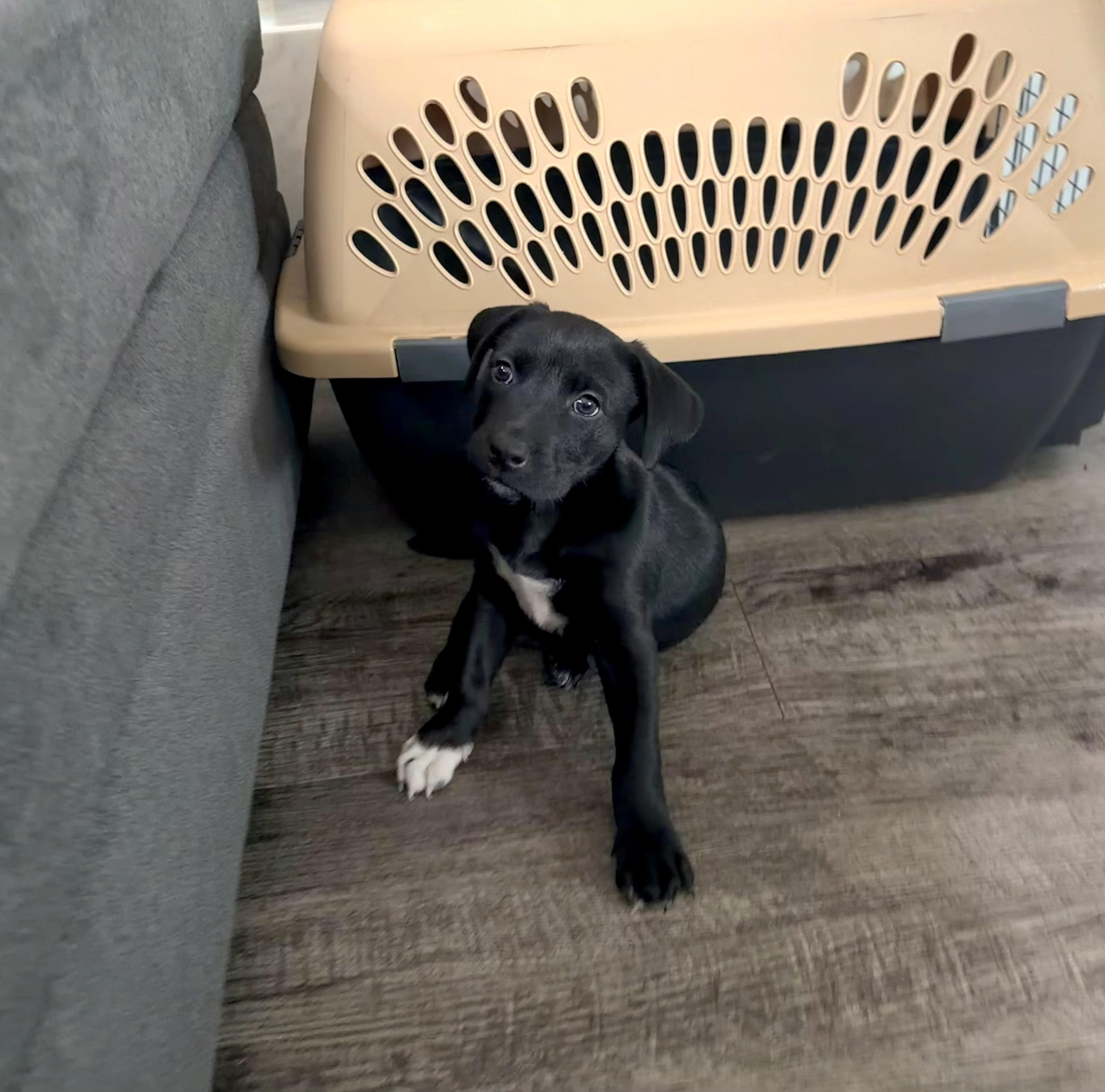 Binx, adopted, Puppy Female Labrador Retriever.