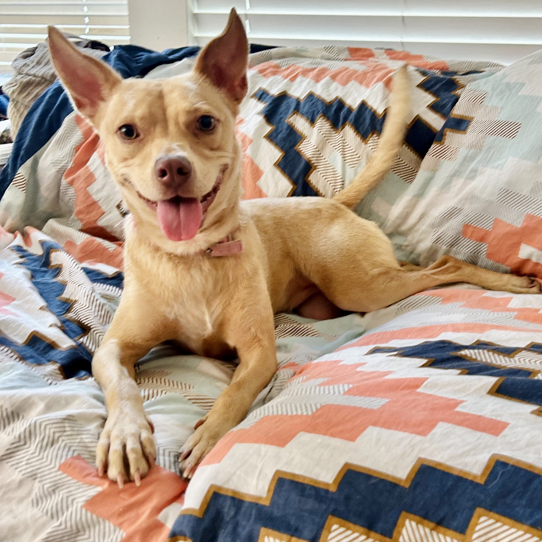 Lizotte BR13110-T, a Adoptable mixed breed in Burlington, WA image 2/6