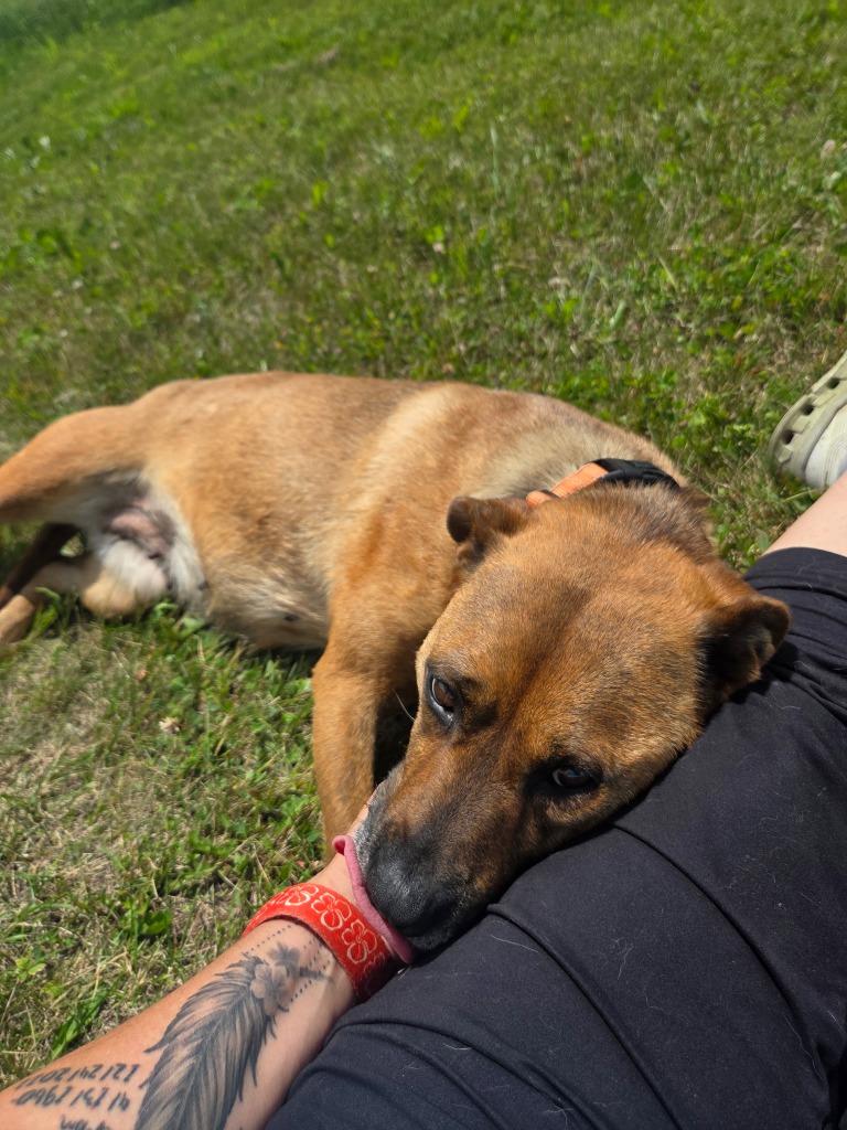 Enlarge Vienna, a Adoptable mixed breed in Crandon, WI image 1/1