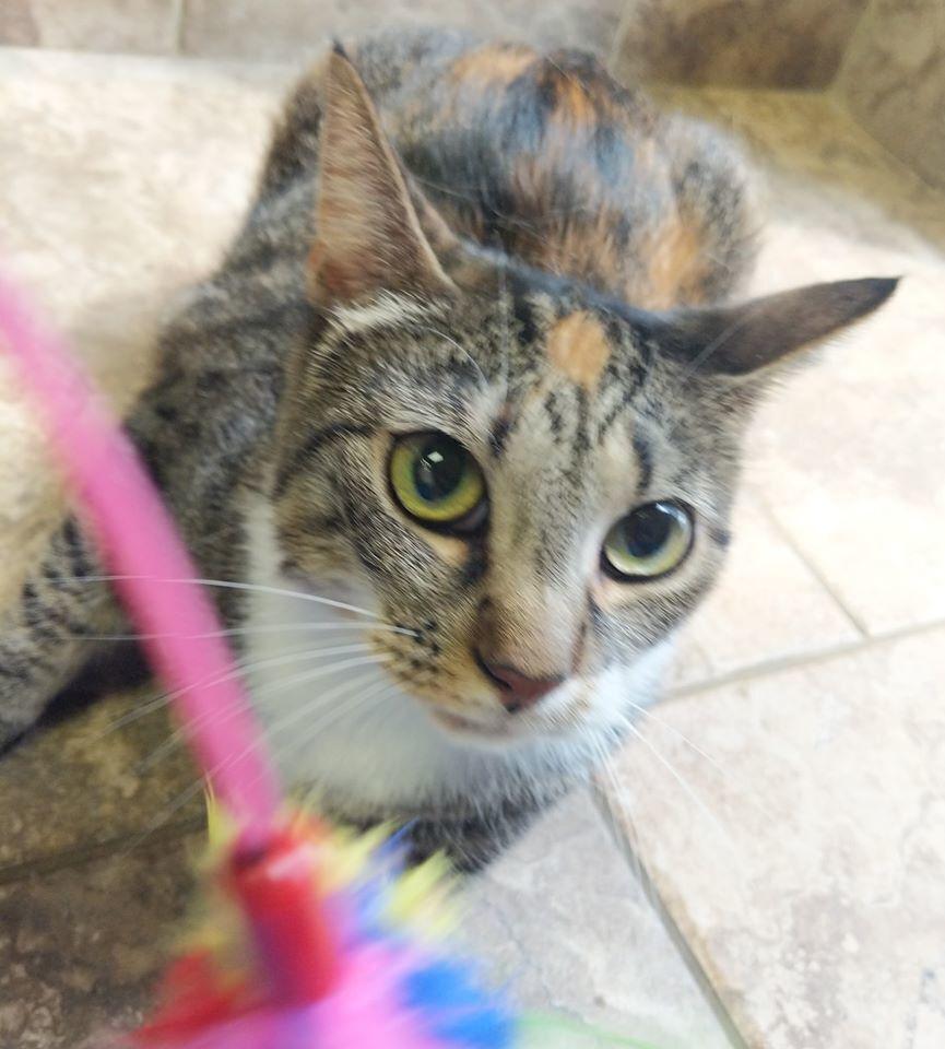 Enlarge Sally, a Adoptable Domestic Short Hair in Raleigh, NC image 1/6