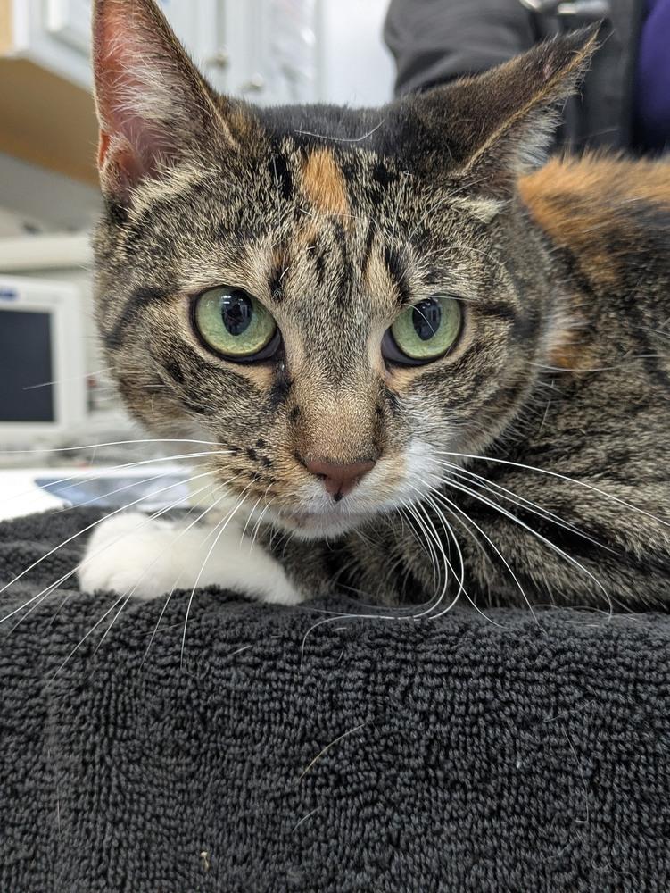 Enlarge Sally, a Adoptable Domestic Short Hair in Raleigh, NC image 3/6
