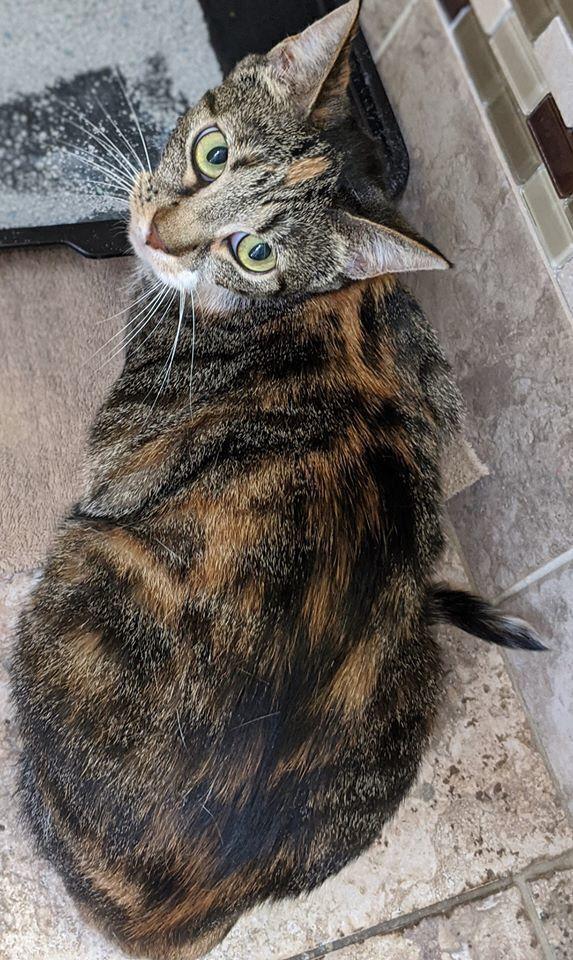 Enlarge Sally, a Adoptable Domestic Short Hair in Raleigh, NC image 5/6