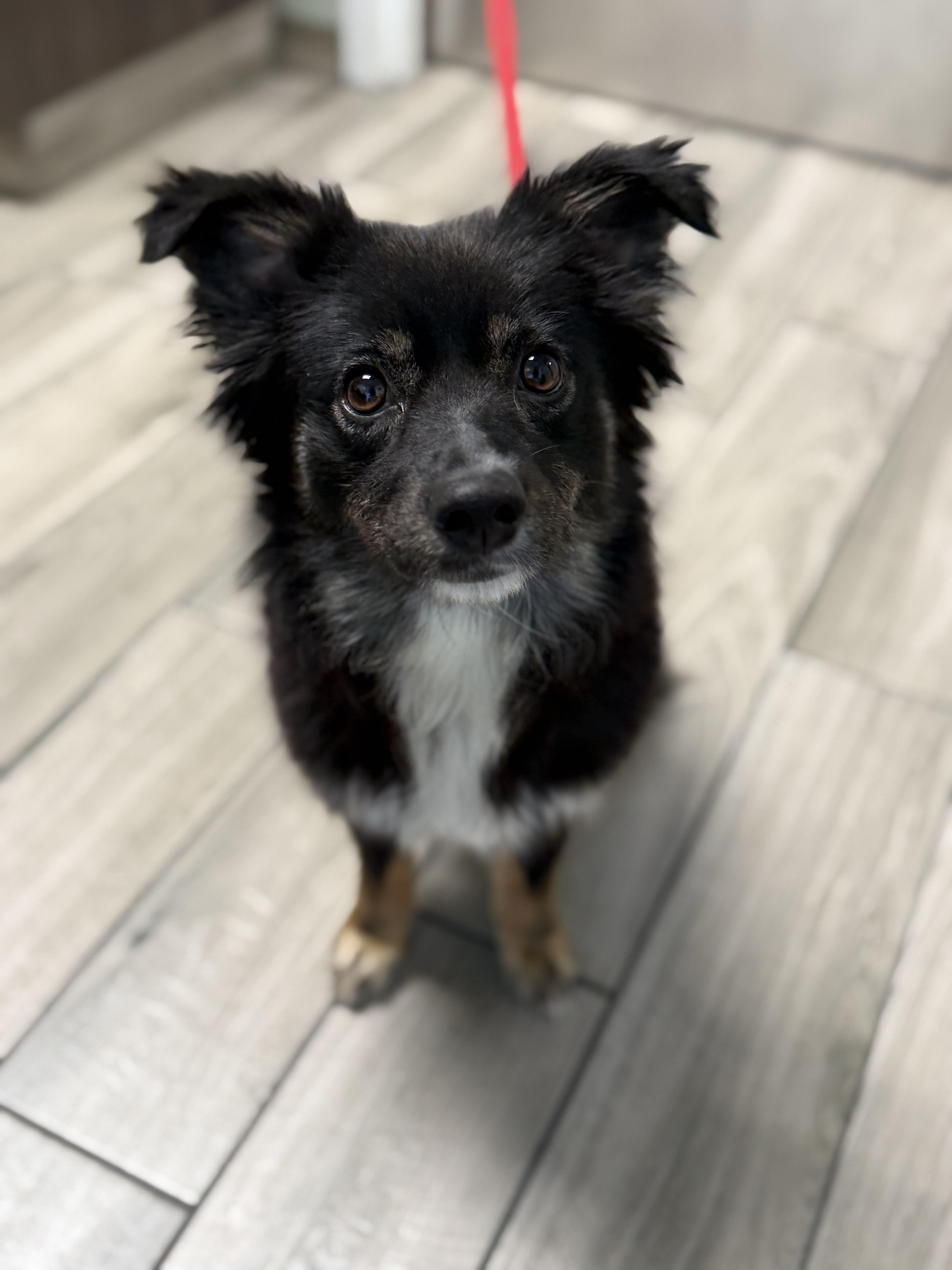 Enlarge Breeze , a ADOPTABLE mixed breed in Milford, CT image 1/3