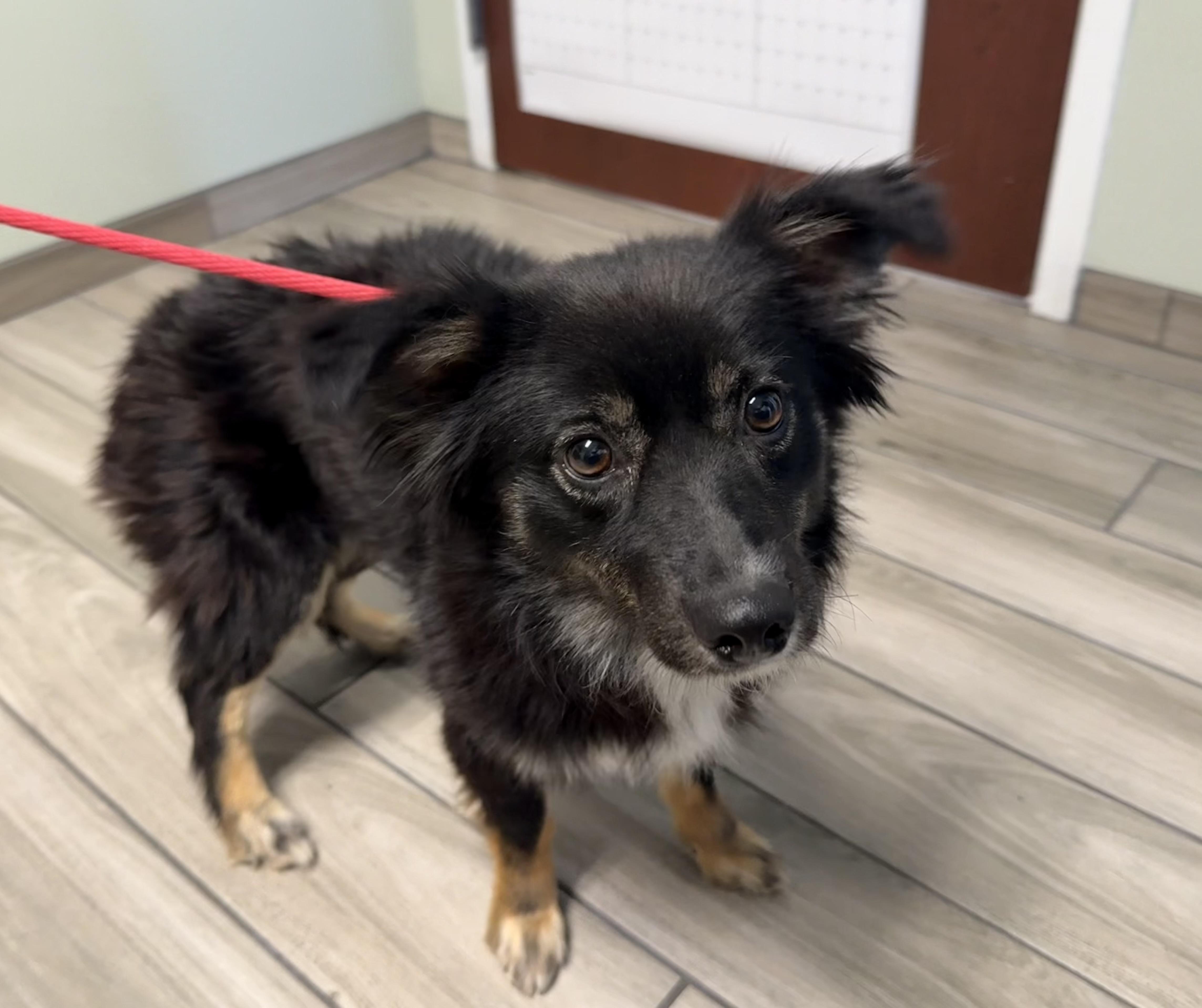Enlarge Breeze , a ADOPTABLE mixed breed in Milford, CT image 2/3