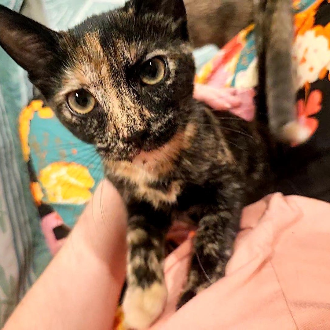 Enlarge Phoebe, a Adopted Domestic Short Hair in Alexandria, VA image 1/4