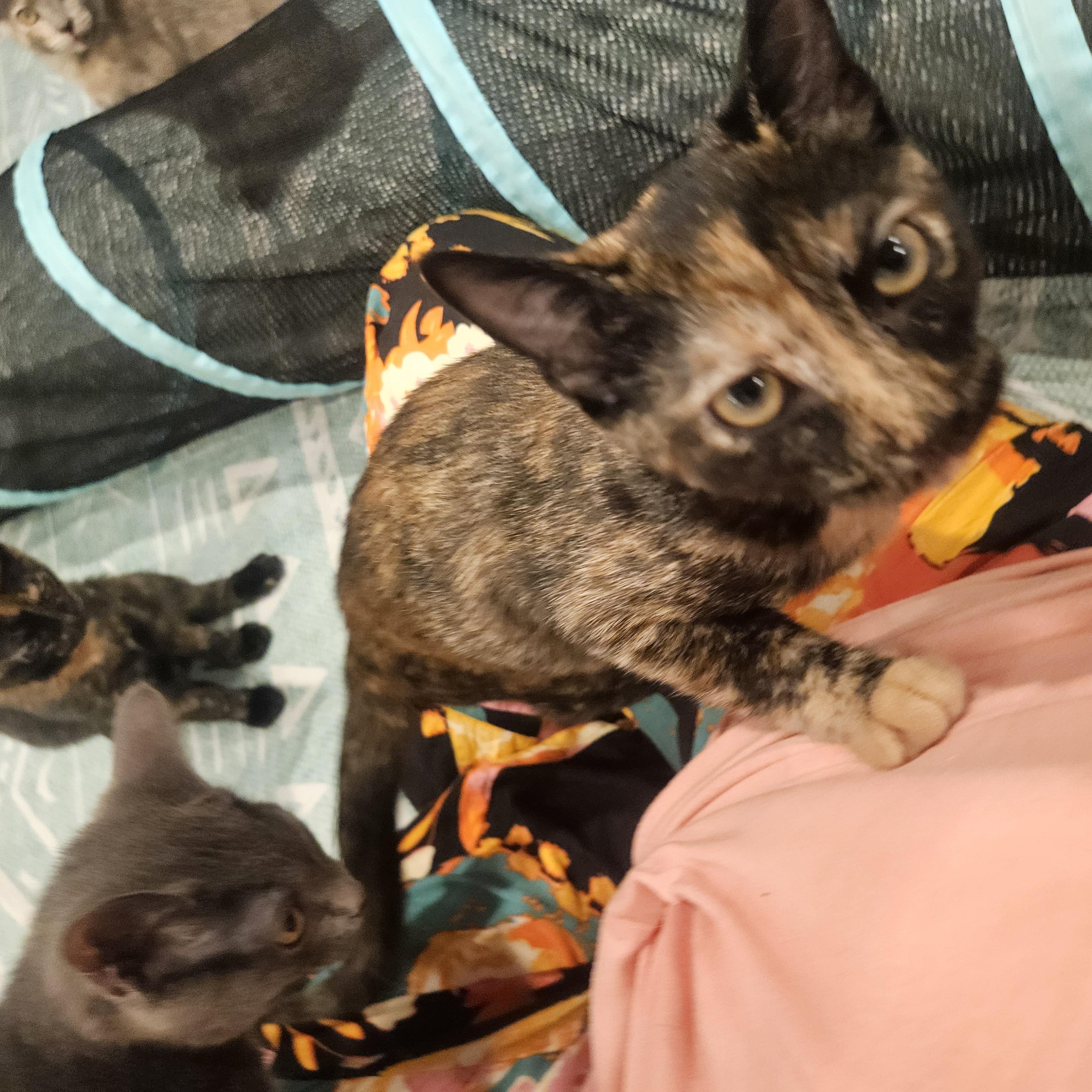 Enlarge Phoebe, a Adopted Domestic Short Hair in Alexandria, VA image 4/4