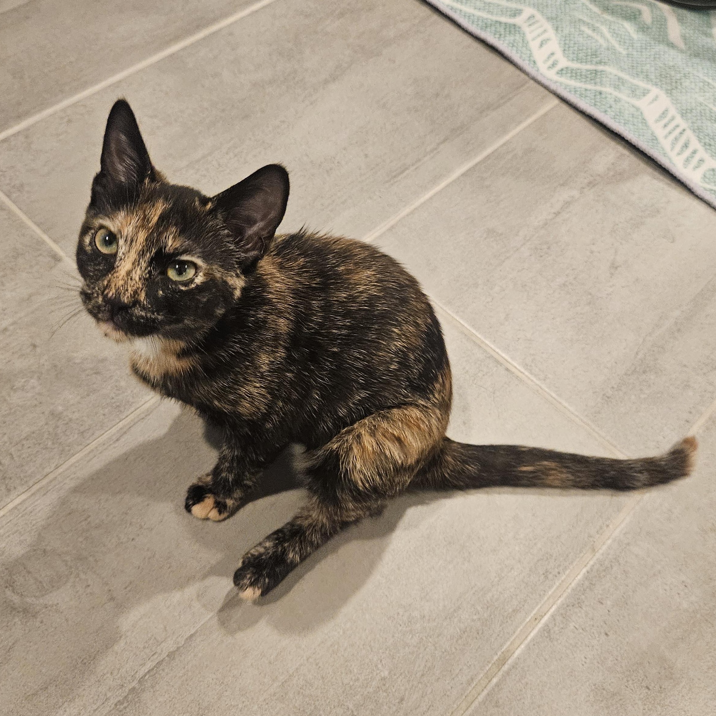 Enlarge Phoebe, a Adopted Domestic Short Hair in Alexandria, VA image 3/4