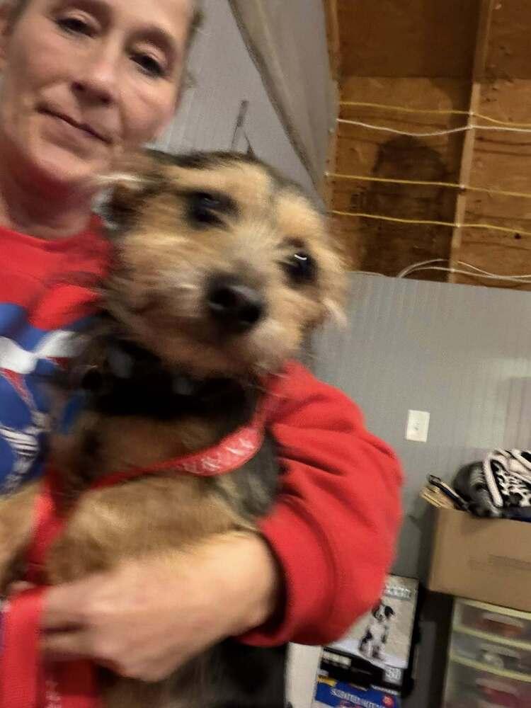 Henry, Adoptable, Adult Male Yorkshire Terrier & Dachshund.