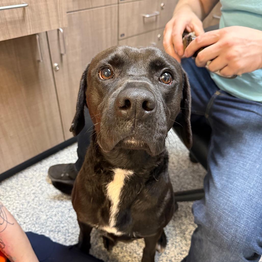 Enlarge Comet, a Adoptable mixed breed in Great Falls, MT image 1/6