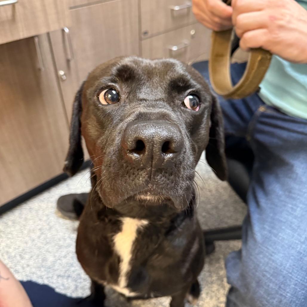 Enlarge Comet, a Adoptable mixed breed in Great Falls, MT image 2/6