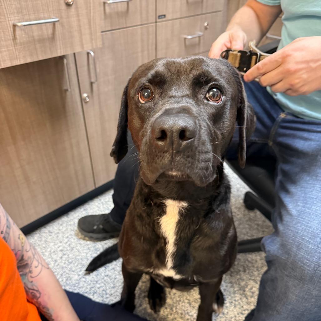 Enlarge Comet, a Adoptable mixed breed in Great Falls, MT image 3/6