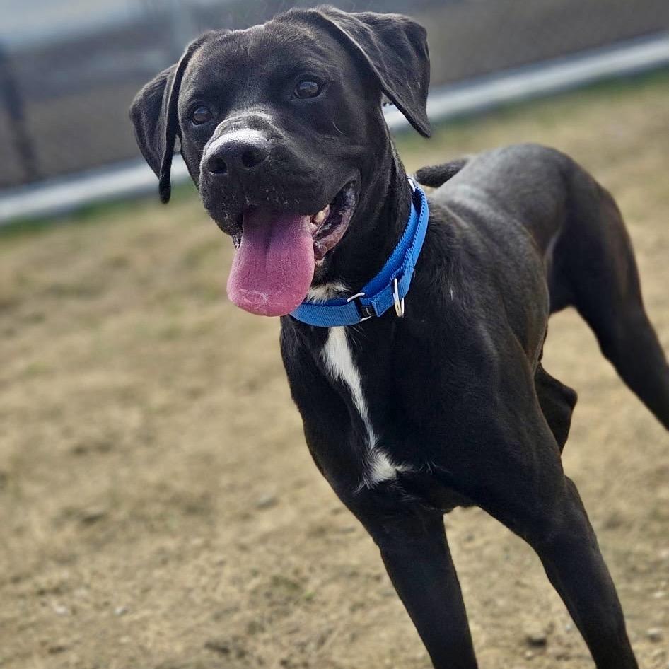 Enlarge Comet, a Adoptable mixed breed in Great Falls, MT image 4/6