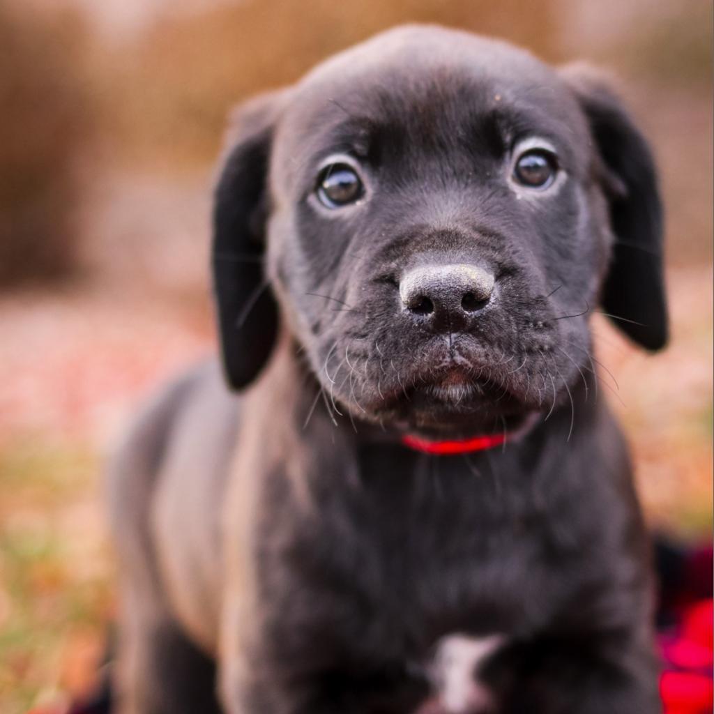 Enlarge Comet, a Adoptable mixed breed in Great Falls, MT image 5/6