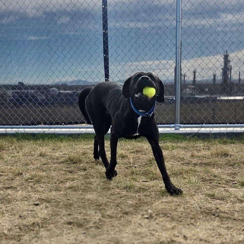 Enlarge Comet, a Adoptable mixed breed in Great Falls, MT image 6/6