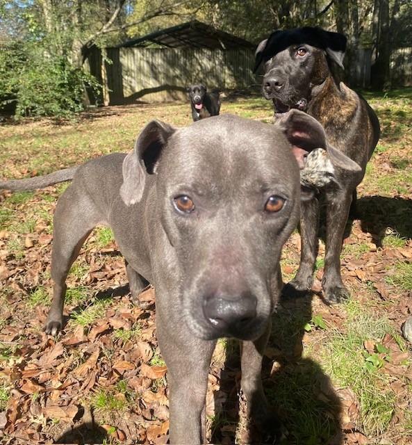 Enlarge Spirit, a Adoptable Labrador Retriever in Little Rock, AR image 5/6