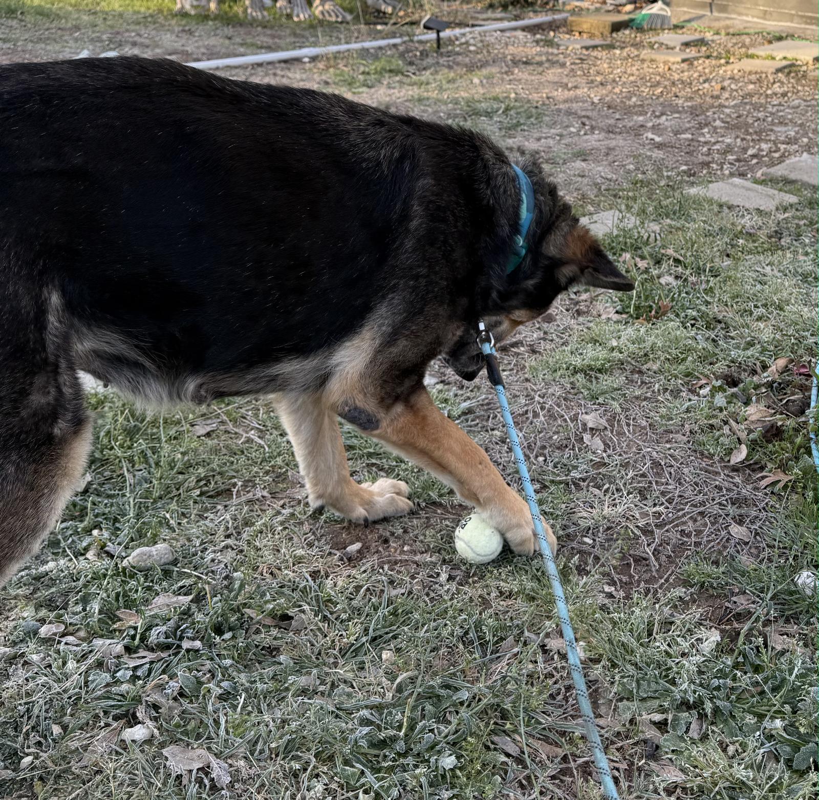 Gracie (Austin), a Adoptable German Shepherd Dog in Austin, TX image 4/5