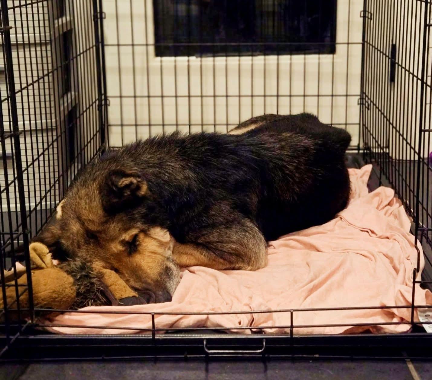 Gracie (Austin), a Adoptable German Shepherd Dog in Austin, TX image 3/5