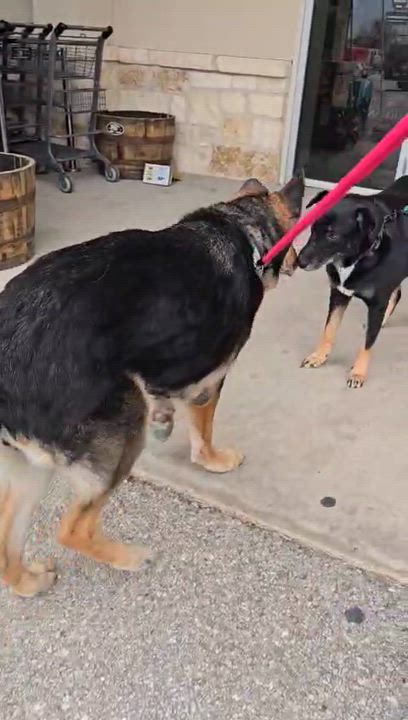 Enlarge Gracie (Austin), a Adoptable German Shepherd Dog in Austin, TX video 5/5
