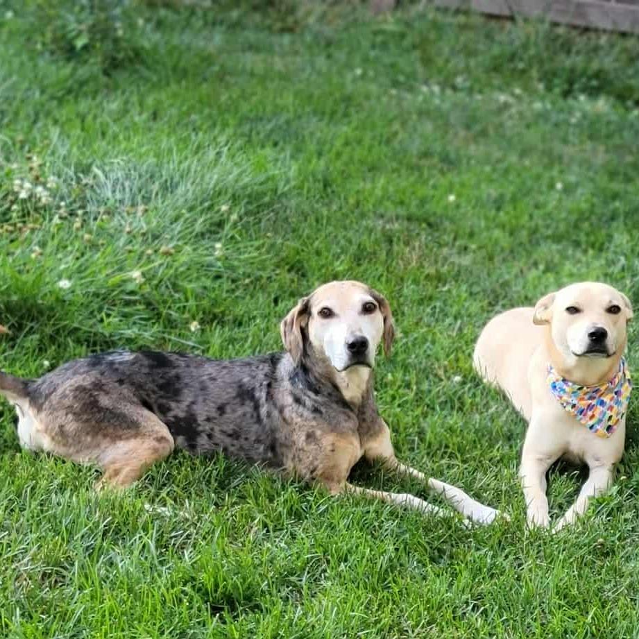 Star, Adoptable, Adult Female Catahoula Leopard Dog & Mixed Breed.