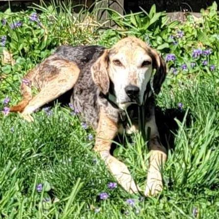 Star, Adoptable, Adult Female Catahoula Leopard Dog & Mixed Breed.