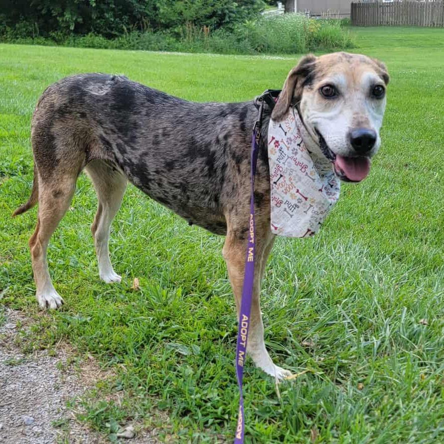 Enlarge Star, a Adoptable mixed breed in Olathe, KS image 2/6